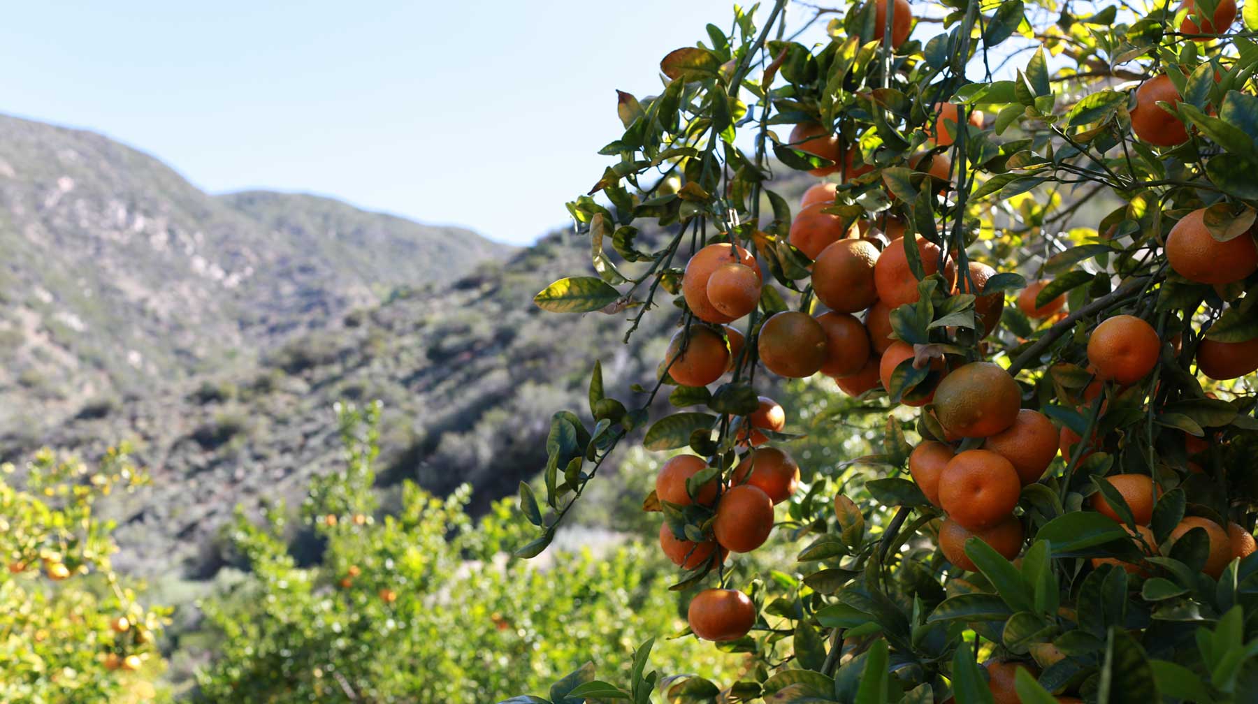 Celebrate Ojai Pixie Tangerine Month!